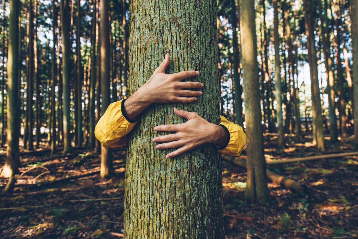 Greenwashing, a “maquiagem verde”